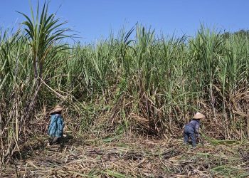 Sweet Indo Lampung: Gula Lampung Hilang HGU, Siapa Dalangnya?