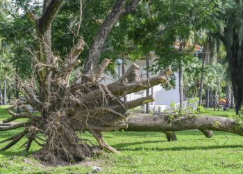 Pohon Tumbang Jakarta: 3 Tewas Tertimpa Hujan Deras