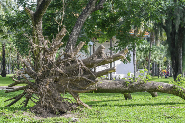Pohon Tumbang Jakarta 3 Tewas Tertimpa Hujan Deras – Aksara Lokal Pohon Tumbang Jakarta: 3 Tewas Tertimpa Hujan Deras