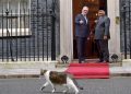Larry the Cat Bikin Prabowo Salah Fokus di Downing Street – Aksara Lokal Larry the Cat Bikin Prabowo Salah Fokus di Downing Street