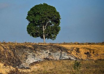 Gugatan Rp4,8 T: Izin Dicabut, Efektifkah Atasi Bencana Sumatra?