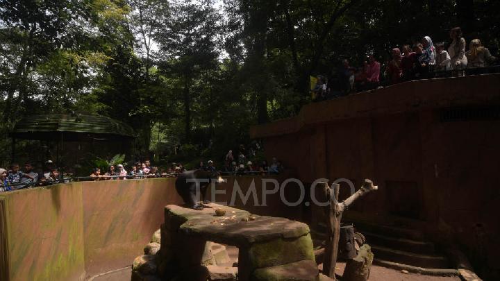 Pilu Satwa Bandung Zoo Stres Akut Mendesak Bantuan Dana – Aksara Lokal Pilu! Satwa Bandung Zoo Stres Akut, Mendesak Bantuan Dana.