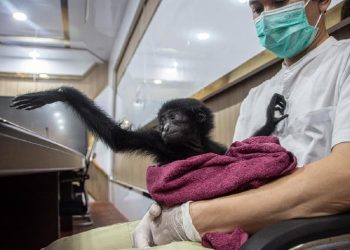 Polisi Riau Buru Penyelundup Siamang Dilindungi