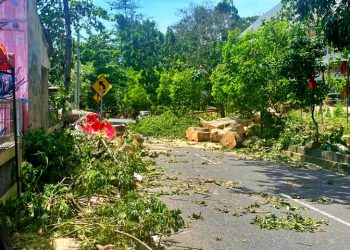 Angin Kencang Renggut Nyawa Kakek Cucu, Pohon Tumbang di Sleman