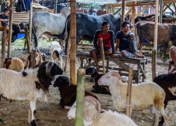 Horor di Kuningan! Puluhan Domba Diterkam Anjing Liar