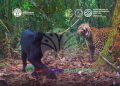Macan Tutul Jawa Langka Terekam di Gunung Gede, Kejutkan Pengamat