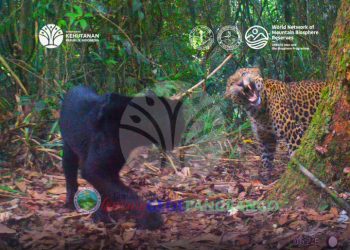 Macan Tutul Jawa Langka Terekam di Gunung Gede, Kejutkan Pengamat