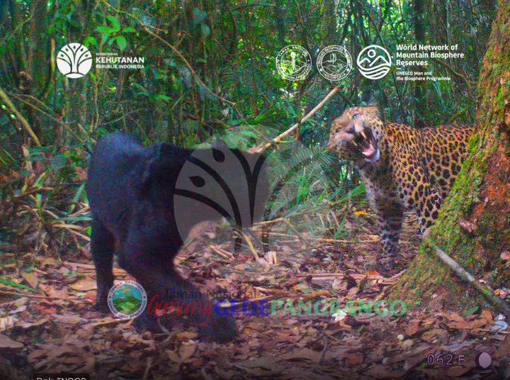 Macan Tutul Jawa Langka Terekam di Gunung Gede, Kejutkan Pengamat