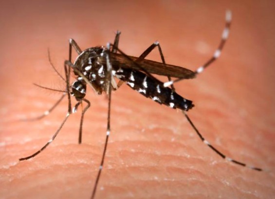 Waspada DBD Awal Musim Hujan 2026 Depok – Aksara Lokal Waspada DBD Awal Musim Hujan 2026 Depok