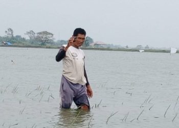Ratusan Hektare Sawah Jombang Terendam Banjir, Petani Terancam Gagal Panen