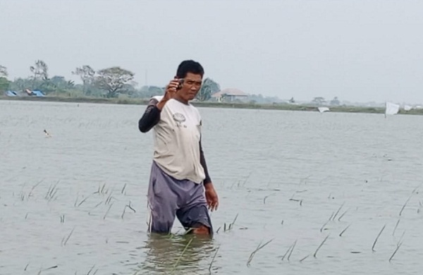 Ratusan Hektare Sawah Jombang Terendam Banjir, Petani Terancam Gagal Panen – Aksara Lokal Ratusan Hektare Sawah Jombang Terendam Banjir, Petani Terancam Gagal Panen