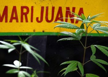 Geger! Polisi Ringkus Tiga Pengedar Ganja di RS UKI Jaktim