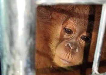 Kemenhut Ungkap Tersangka Penyelundupan Satwa Liar ke Thailand