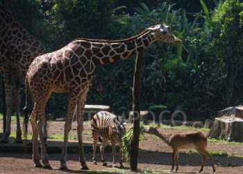 Izin Kebun Binatang Bandung Dicabut: Nasib Satwa Terancam