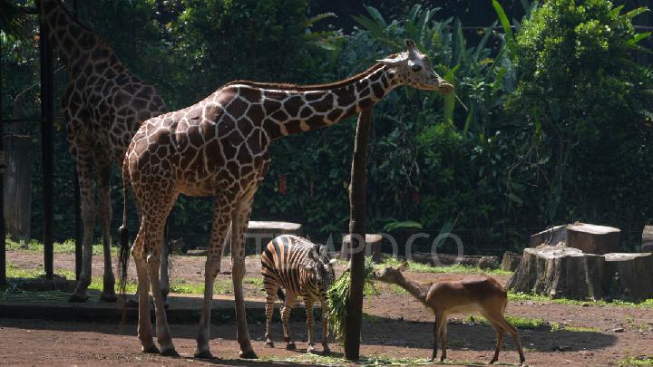 Izin Kebun Binatang Bandung Dicabut Nasib Satwa Terancam – Aksara Lokal Izin Kebun Binatang Bandung Dicabut: Nasib Satwa Terancam