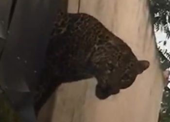 Geger Bandung Barat! Macan Tutul Serang 2 Warga di Permukiman