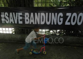 Geopix Desak Kemenhut Ungkap Evaluasi Bandung Zoo