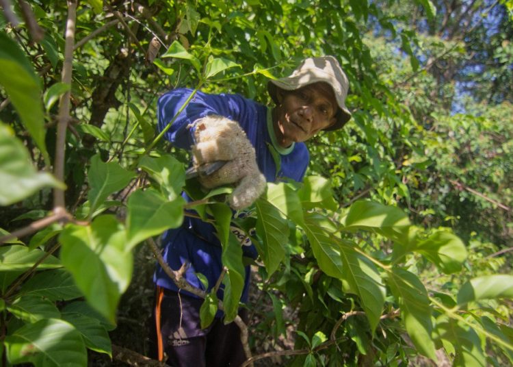 Pertumbuhan Ekonomi Sumbar 2025 Hanya 337 Tertinggal dari Nasional – Aksara Lokal Pertumbuhan Ekonomi Sumbar 2025 Hanya 3,37%, Tertinggal dari Nasional