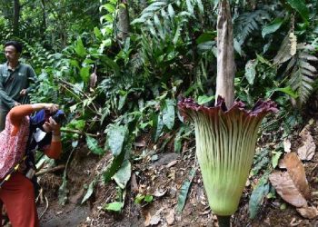 Heboh! Bunga Bangkai Raksasa Mekar Sempurna di Kebun Raya Bogor