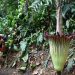 Heboh! Bunga Bangkai Raksasa Mekar Sempurna di Kebun Raya Bogor