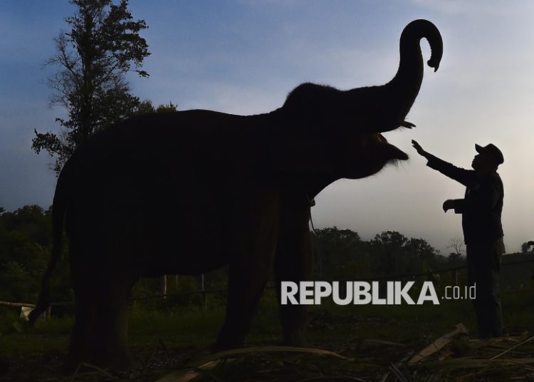 Buntut Gajah Mati Tanpa Kepala, Kemenhut Panggil Direksi PT RAPP