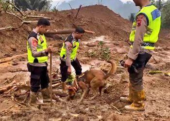 Anjing Pelacak Cari Korban Longsor Pemalang: Harapan Baru