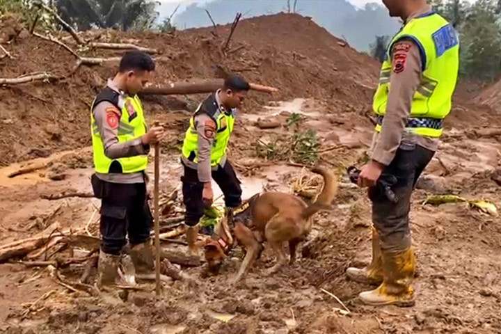 Anjing Pelacak Cari Korban Longsor Pemalang Harapan Baru – Aksara Lokal Anjing Pelacak Cari Korban Longsor Pemalang: Harapan Baru
