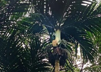 BRIN Ungkap Rahasia Genetik Palem Nyabah, Tanaman Endemik Bali