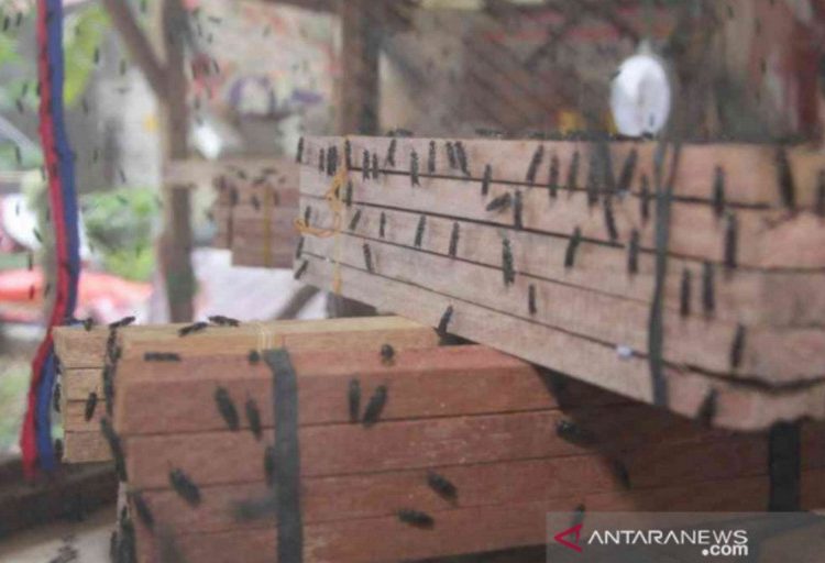 Tangsel Ubah Sampah Jadi Cuan: Budidaya Maggot Warga Sukses