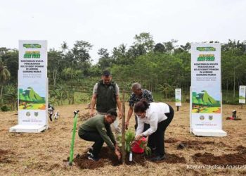 Djarum Hijaukan Muria: 60.321 Bibit Tumbuh!