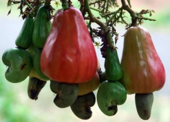 Terobosan UNS Kulit Biji Mete Kontrasepsi Alami Baru – Aksara Lokal Terobosan UNS: Kulit Biji Mete, Kontrasepsi Alami Baru?