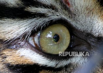 Teror Harimau Sumatera Muncul di Kebun Nanas Lampung