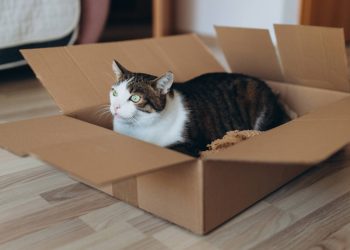 Tega! Pria Blora Tendang Kucing Hingga Mati Karena Terganggu Joging