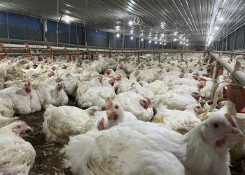 Larangan Impor Unggas Arab Saudi: Indonesia & 39 Negara Terdampak!