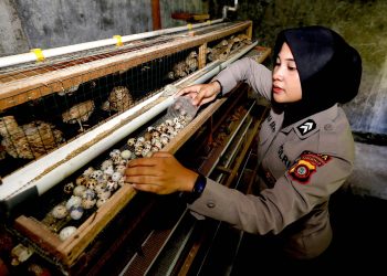 Ribuan SPPG Polri: Penegak Hukum Jadi Eksekutor, Dampak Nyata?