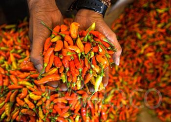 Harga Cabai Rawit Rp 140 Ribu: Bos Bulog Buka Suara!
