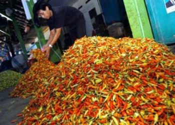 Tanjung Jember Baru: Gebrakan Pasar Modern Siap Menggoda