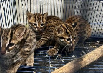 Nekat Jual Kucing Kuwuk, Pelaku Terancam Denda Rp 20 Miliar