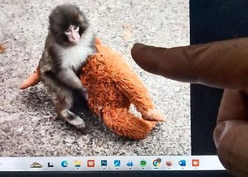 Monyet IKEA Viral: Boneka Laris Manis, Ini Kisahnya