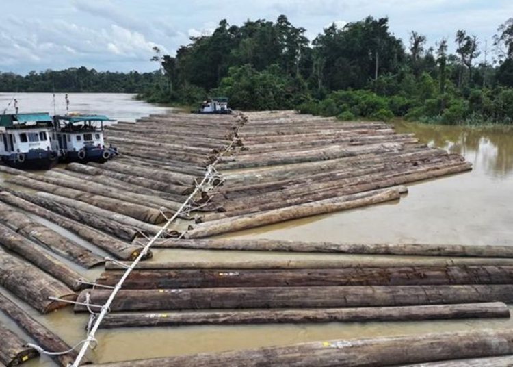 Kemenhut Ungkap Ribuan Kayu Ilegal di Sungai Kapuas