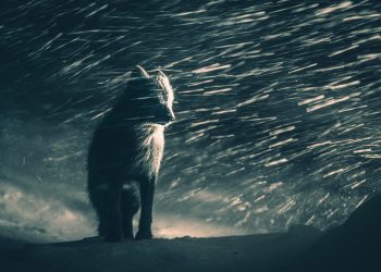 Foto Terbaik Sony Awards 2026: Rubah Badai, Vulkanolog Tanpa Alas Kaki