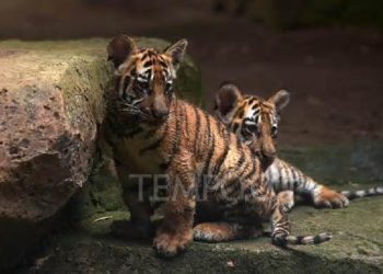 Tragedi Huru dan Hara: Mengapa Virus Feline Panleukopenia Menjadi Ancaman Mematikan di Bandung Zoo?