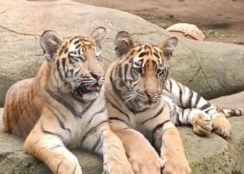Tragedi di Bandung Zoo: Mengupas Penyebab Kematian Dua Anak Harimau Benggala Akibat Virus FPV