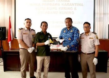 Aksi Heroik Gagalkan Penyelundupan 900 Satwa Liar di Bandara Pattimura: Menjaga Kekayaan Hayati Maluku