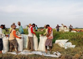 harga_gabah_naik_pengamat_ekonomi_pemerintah_perlu_sesuaikan_het_beras_2025-07-24_18-04-50_4337 – Aksara Lokal Harga Plastik Naik: Momen Emas Akselerasi Ekonomi Hijau di Indonesia 2026