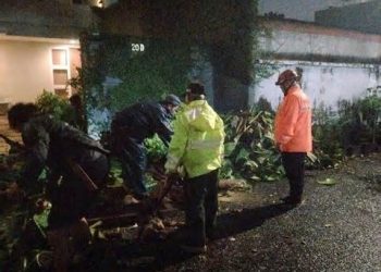 Waspada Cuaca Ekstrem: Pohon Tumbang di Jaksel Timpa Mobil, Kerugian Capai Jutaan Rupiah